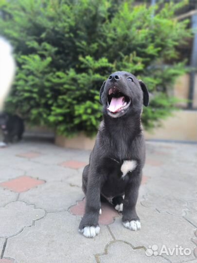 Щенок мальчик