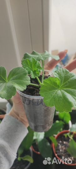 Цветы, суккуленты