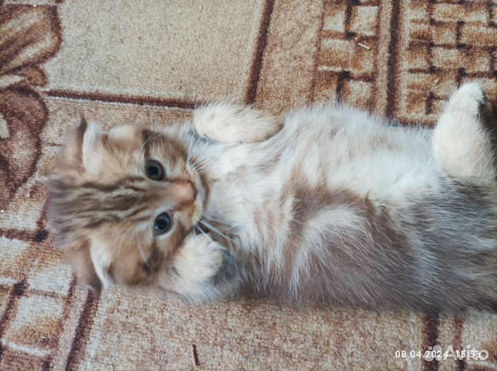 Котёнок мальчик