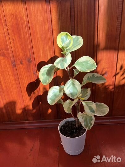 Пеперомия туполистная вариегатная
