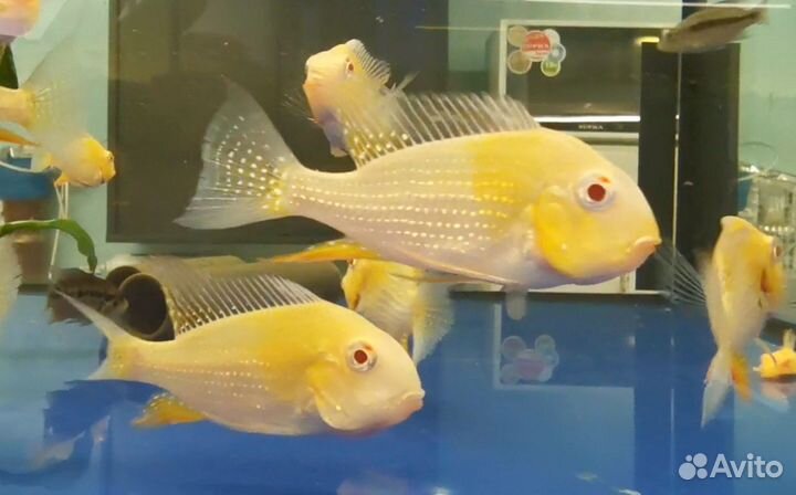 Цихлы, Цихлазомы, геофагусы и прочие