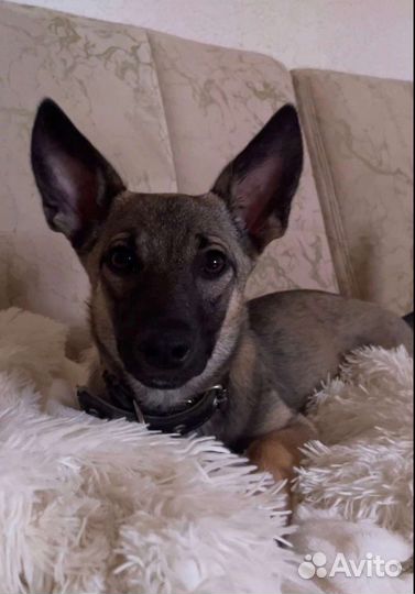 Щенок коротколапик