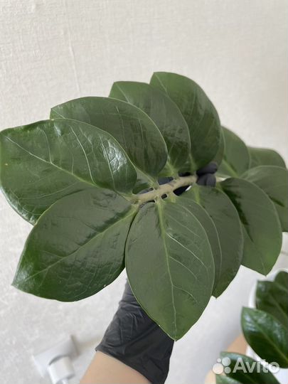 Замиокулькас