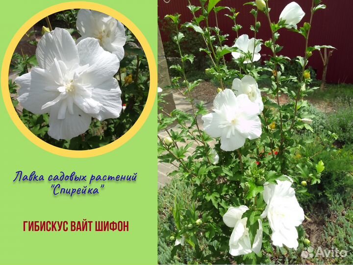Бересклет Вейгела Гибискус