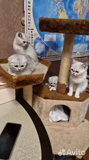 Котята