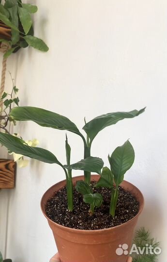 Оксалис, сансевиерия, спатиффилум, плектрантус