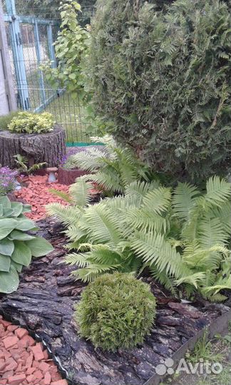 Цветы для сада