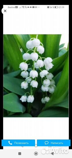 Ландыши рассада бесплатно