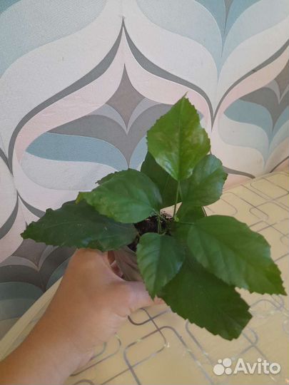 Гибискус шизопеталус