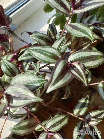 Традесканция зебрина пурпурная