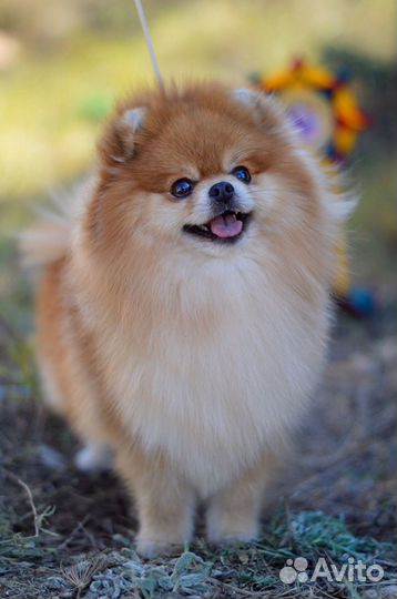 Шпиц вязка.Кобель с Прекрасной родословной ждёт да