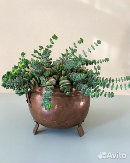 Крассула марниериана, Crassula marnierana