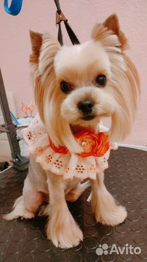 Стрижка собак и кошек