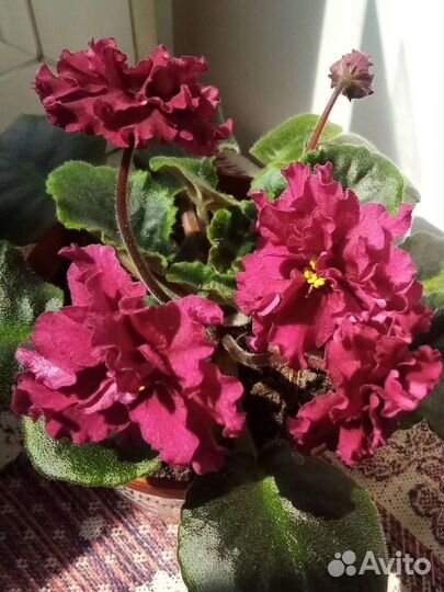 Листья сортовых фиалок, укорененные набор