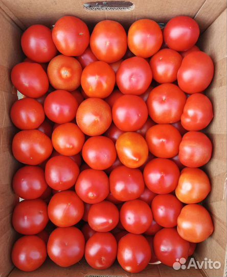 Помидор