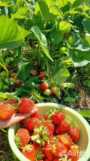 Рассада клубники, земляники