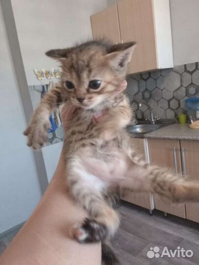 Кошки в добрые руки бесплатно