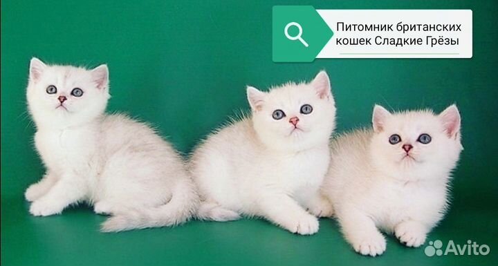Британские шиншиллы