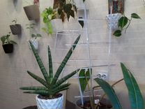 пм астрахань 2024. пм p411. пм астрахань 2024. охолощенный пм р-411. пм астрахань 2024.