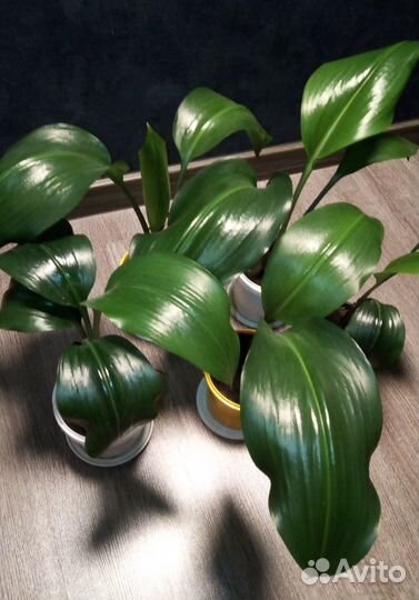 Комнатные цветы: Эухарис амазонская лилия