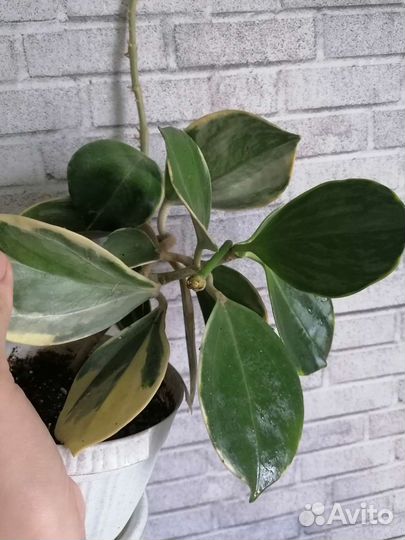 Хойи коллекционные