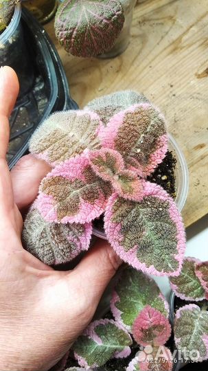 Акварельные эписции: Pink smoke, Эмбер лэйс