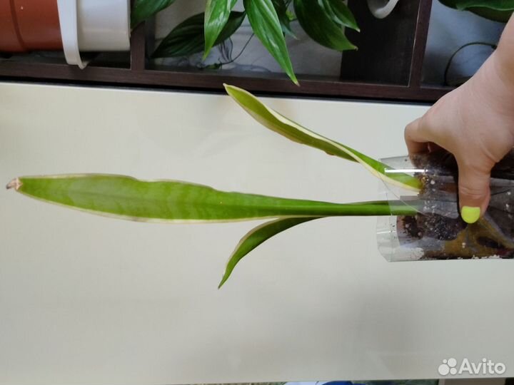 Сансевиерия Лаурентия щучий хвост