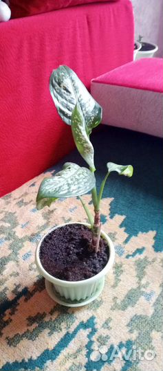 Диффенбахия