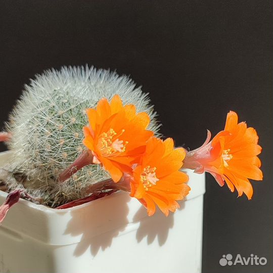 Aylostera (rebutia) muscula семена