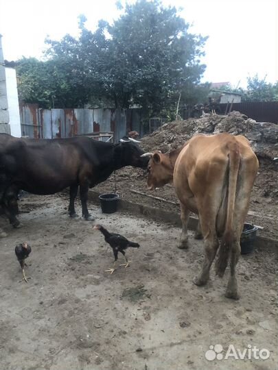 Коровы дойные молочные