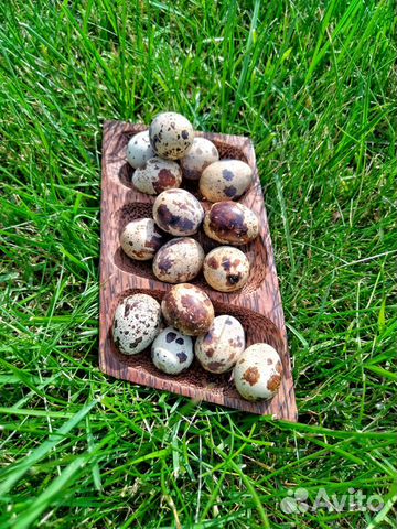 Яйца перепелиные