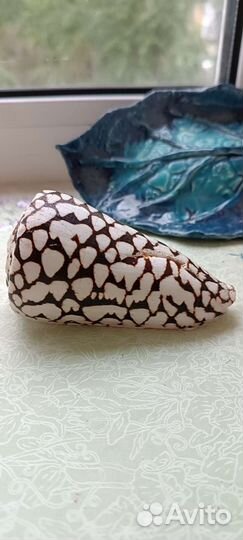 Морские раковины