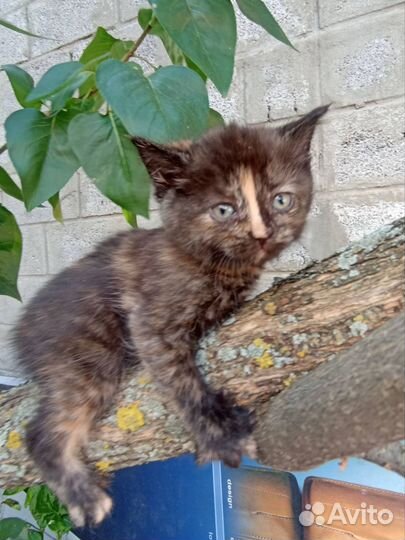 Котята бесплатно
