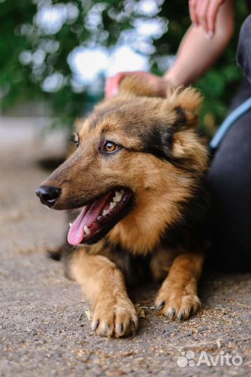 Прекрасный щенок в добрые руки