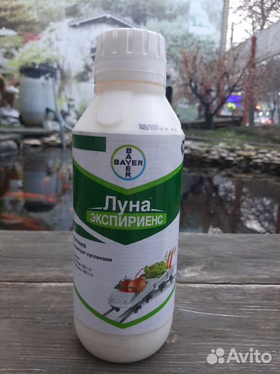 Луна Транквилити, Экспириенс