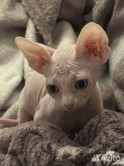 Канадский сфинкс девочка