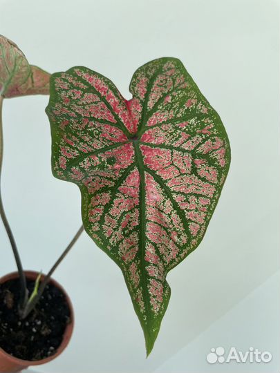 Каладиум Festivia