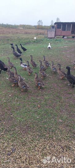 Утки дикие для охоты