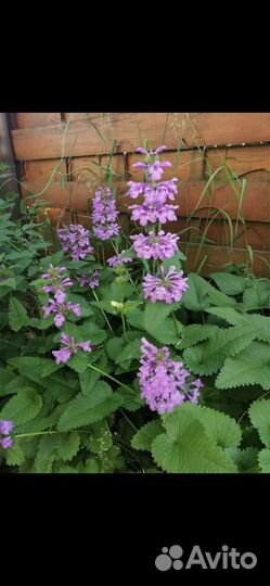 Многолетники, роджерсия, бузульники