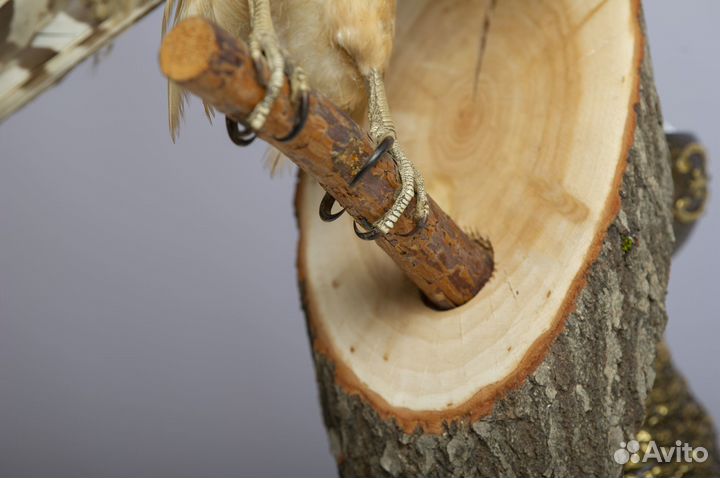 Чучело птицы