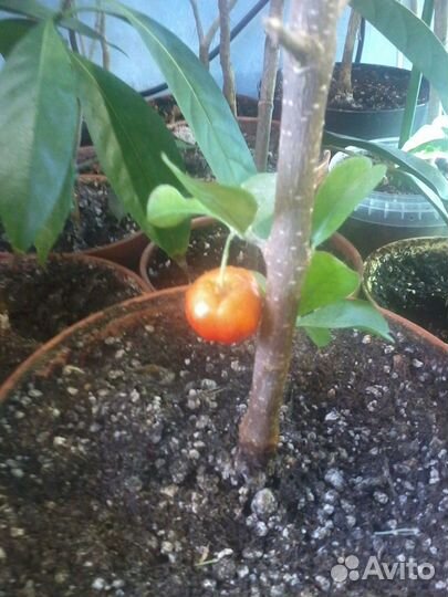 Плодовая экзотика- Мальпигия глабра