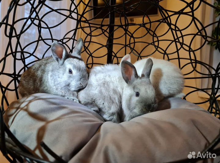 Декоративные кролики, продажа,аренда