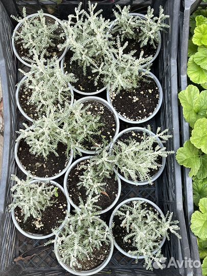 Сантолина серебристая