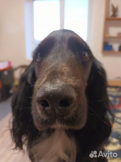 Продаются щенки русского спаниеля