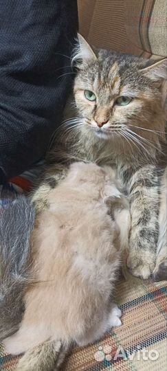 Котенок