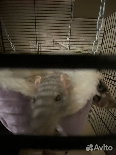 Продам крыс с клеткой