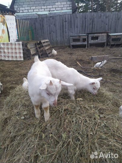 Козы и козлята продажа