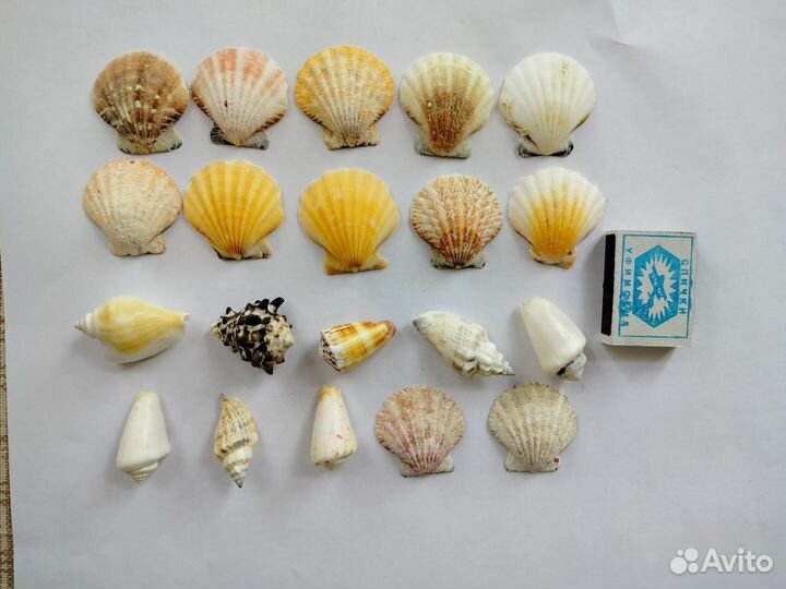 Ракушки морские для аквариума