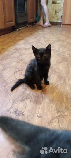 Котята в добрые руки бесплатно