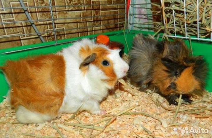 Морские свинки американские тедди